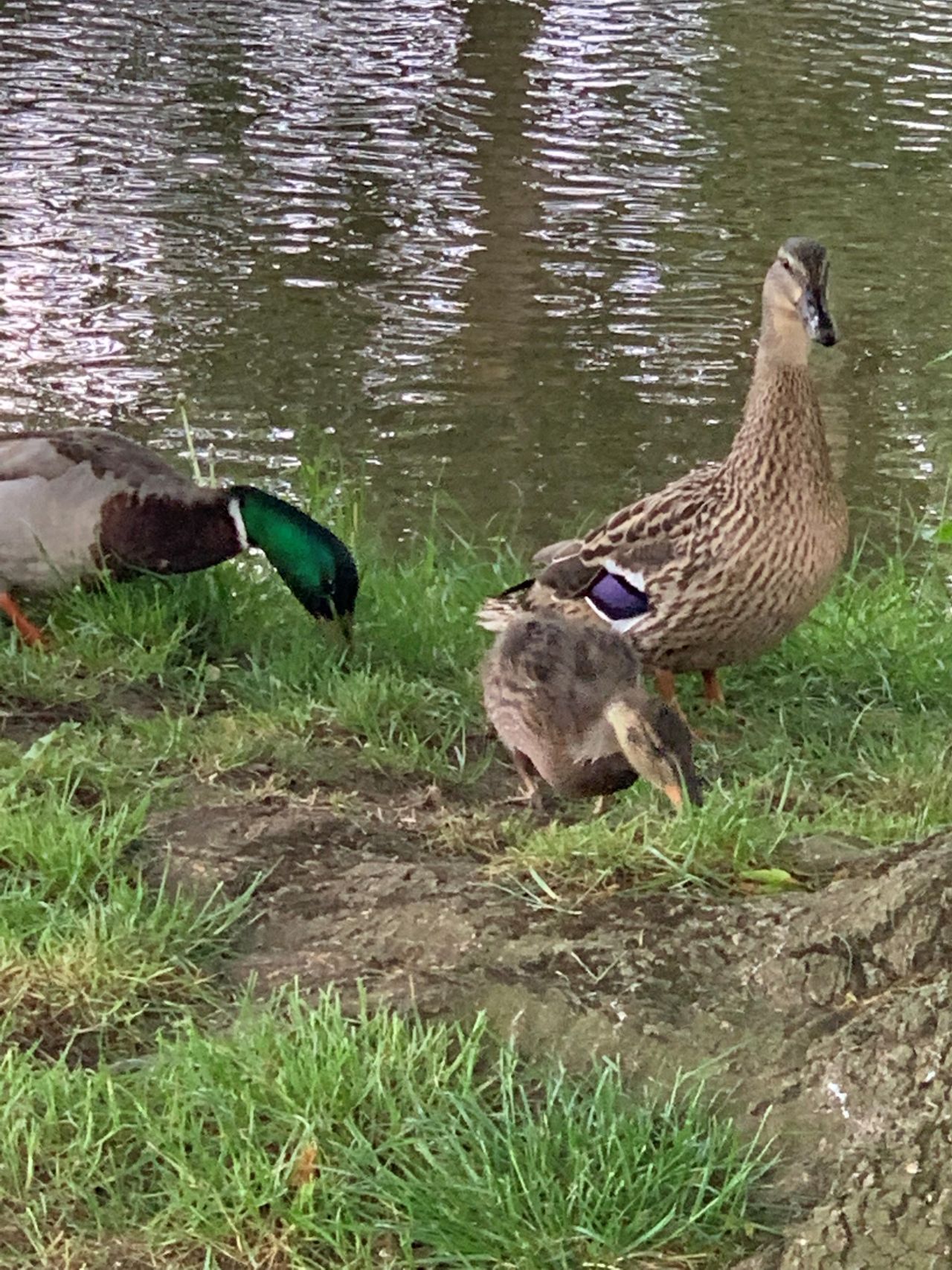 Ducks